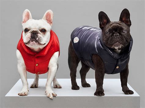 replica moncler dog jacket|moncler it dogwear.